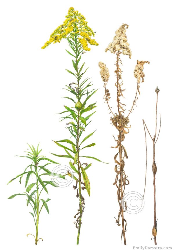 goldenrod Solidago altissima illustration