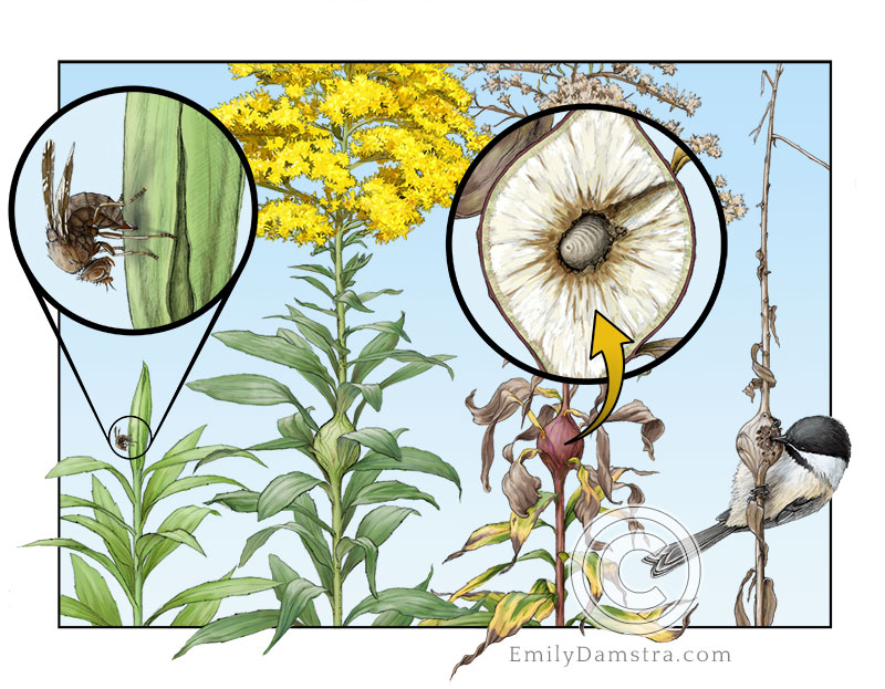 goldenrod gall fly life cycle and tall goldenrod Eurosta solidaginis