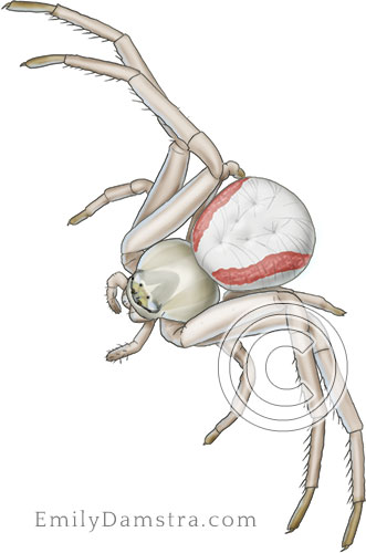 Goldenrod crab spider illustration Misumena vatia