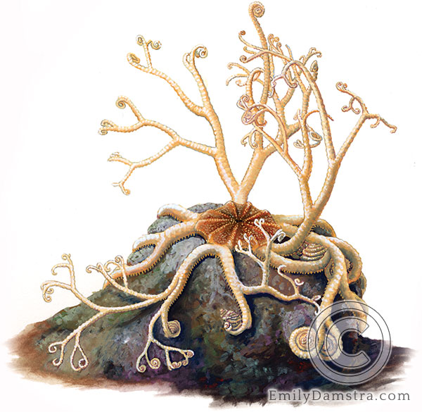 Northern basket star illustration Gorgonocephalus arcticus