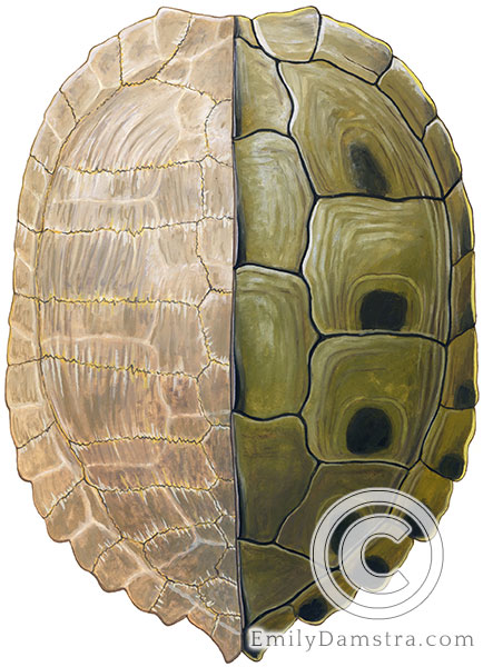 False Map Turtle carapace graptemys illustration