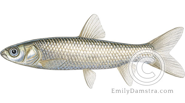 Grass carp juvenile illustration Ctenopharyngodon idella