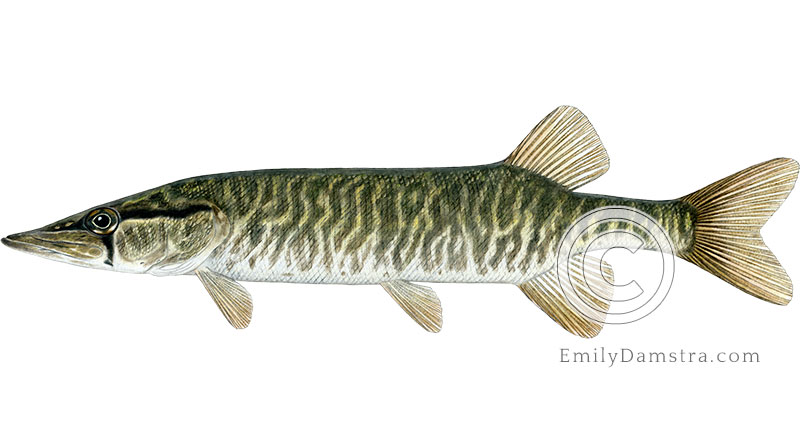 Grass pickerel illustration Esox americanus