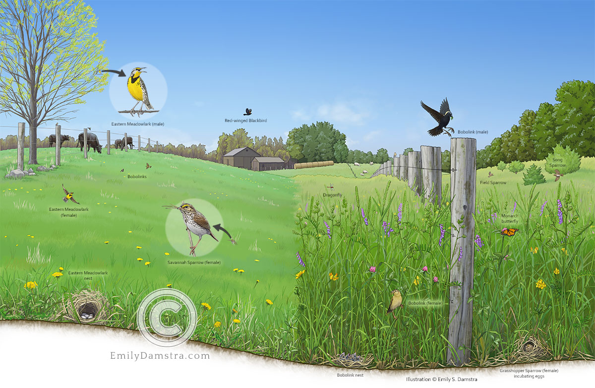 Illustration of grassland birds in an agricultural landscape