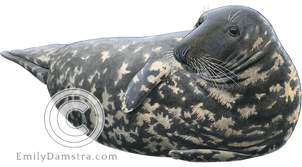 Gray seal Halichoerus grypus illustration