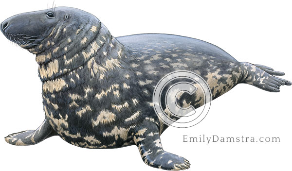 Gray seal Halichoerus grypus Illustration