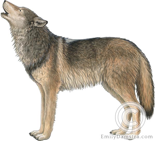 gray wolf Canis lupus illustration