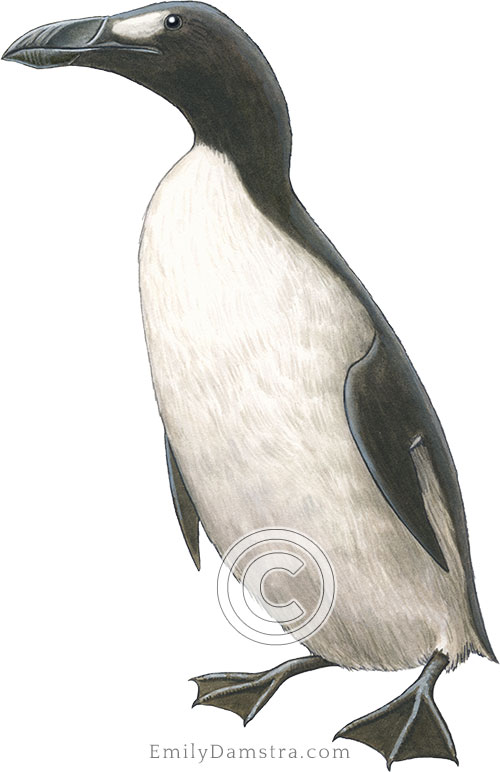 Great auk illustration Pinguinus impennis