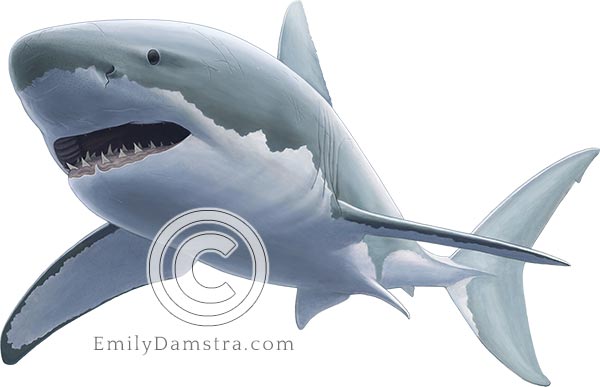 Illustration of Great white shark Carcharodon carcharias