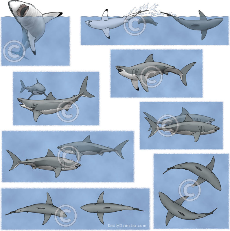 Great white shark behaviors illustration Carcharodon carcharias