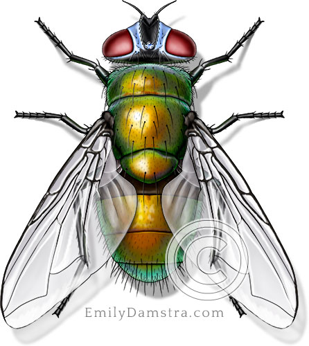 Common green bottle fly illustration Phaenicia sericata female