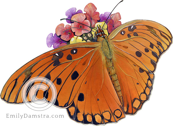 Illustration of Gulf fritillary butterfly on Lantana Agraulis vanillae on Lantana camara