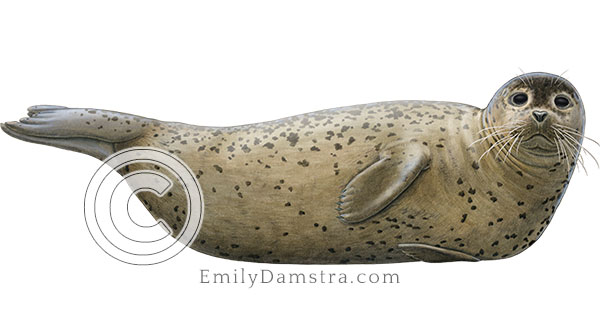 Harbor seal illustration Phoca vitulina