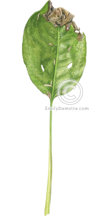 Herbivory on Stiff goldenrod leaf