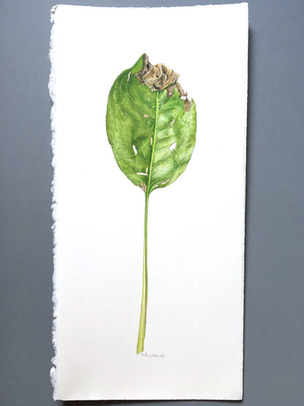 Herbivory on Stiff goldenrod leaf painting