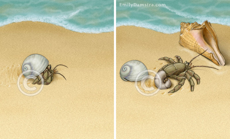 Illustration of hermit crab changing shells