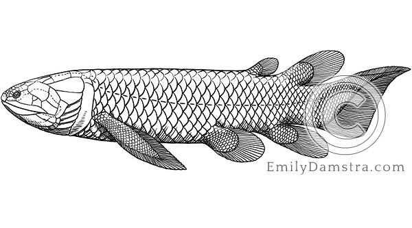 Holoptychius jarviki illustration