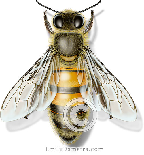 Honeybee illustration Apis mellifera