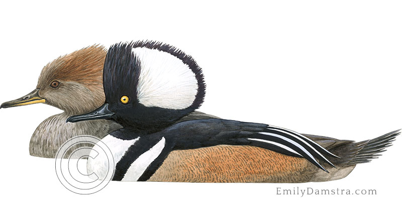 Hooded mergansers illustration Lophodytes cucullatus