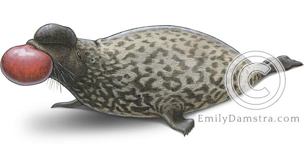 Hooded seal illustration Cystophora cristata male