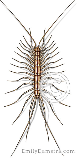 House centipede illustration Scutigera coleoptrata