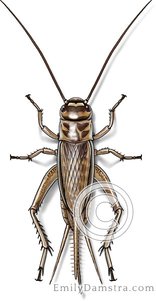 House cricket illustration Acheta domesticus female