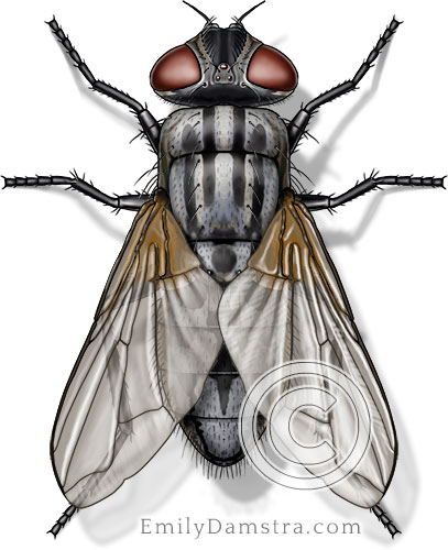 House fly illustration Musca domestica female
