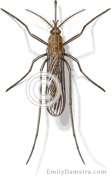 House mosquito illustration Culex pipiens