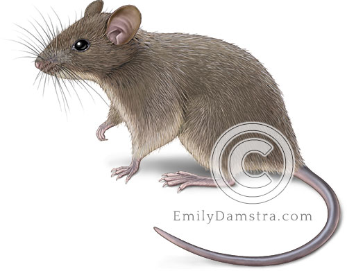 House mouse illustration Mus musculus