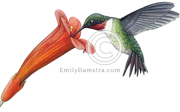 Illustration of ruby-throated hummingbird feeding from red trumpet vine flower Archilochus colubris, Campsis radicans