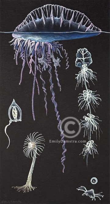 Hydrozoans original artwork