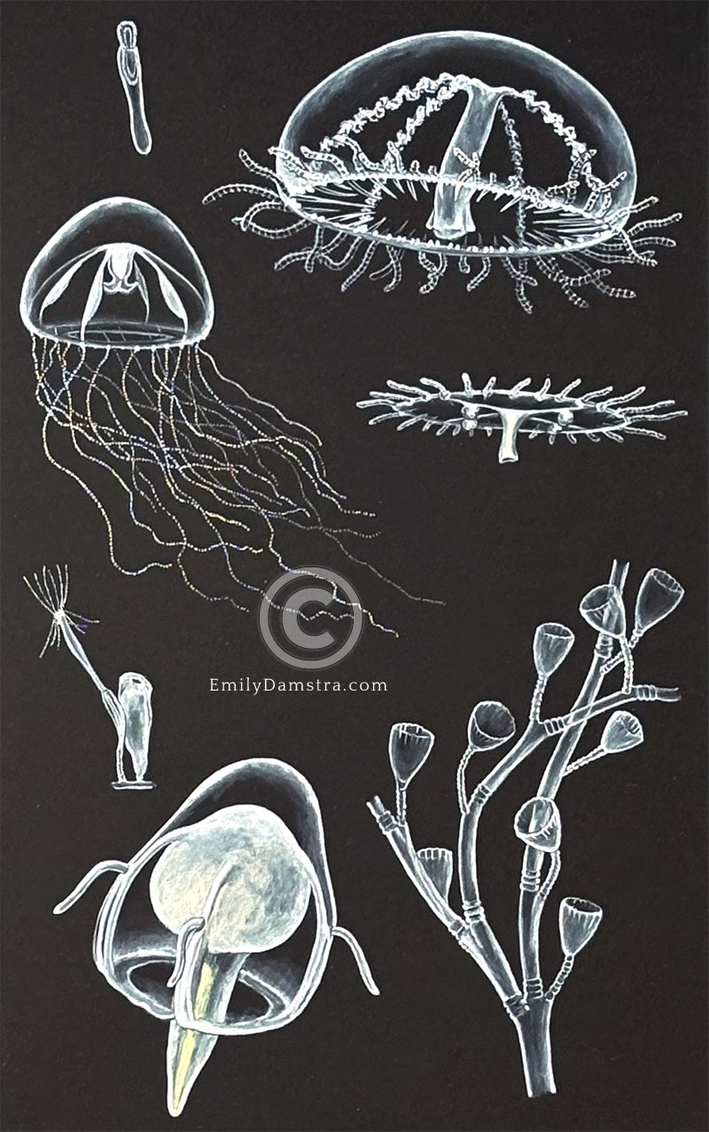 Hydrozoans II original artwork 1 Mostly white paint on a black background; 7 individuals