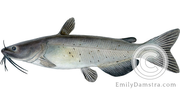 Channel catfish Ictalurus punctatus illustration