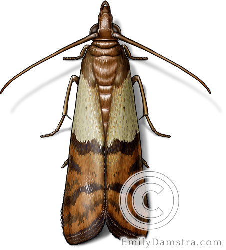 Indian meal moth illustration Plodia interpunctella