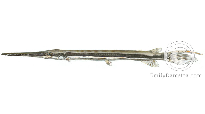 Longnose gar Lepisosteus osseus illustration