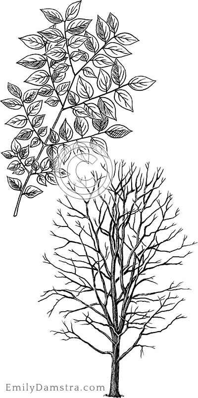 Kentucky coffeetree illustration Gymnocladus dioicus