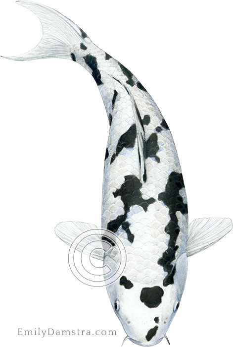 Bekko koi illustration