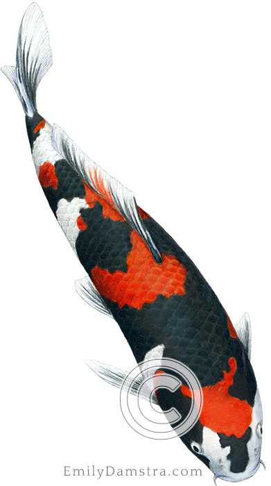 Showa sanshoku koi illustration