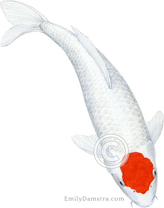 Tancho koi illustration