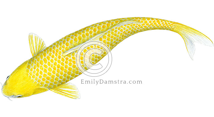 Hikari yellow koi illustration