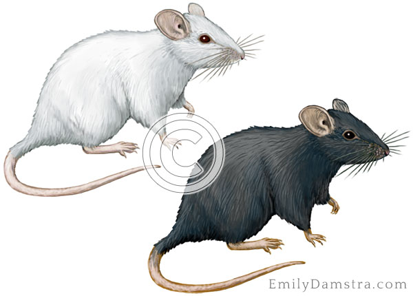lab mice black white illustration
