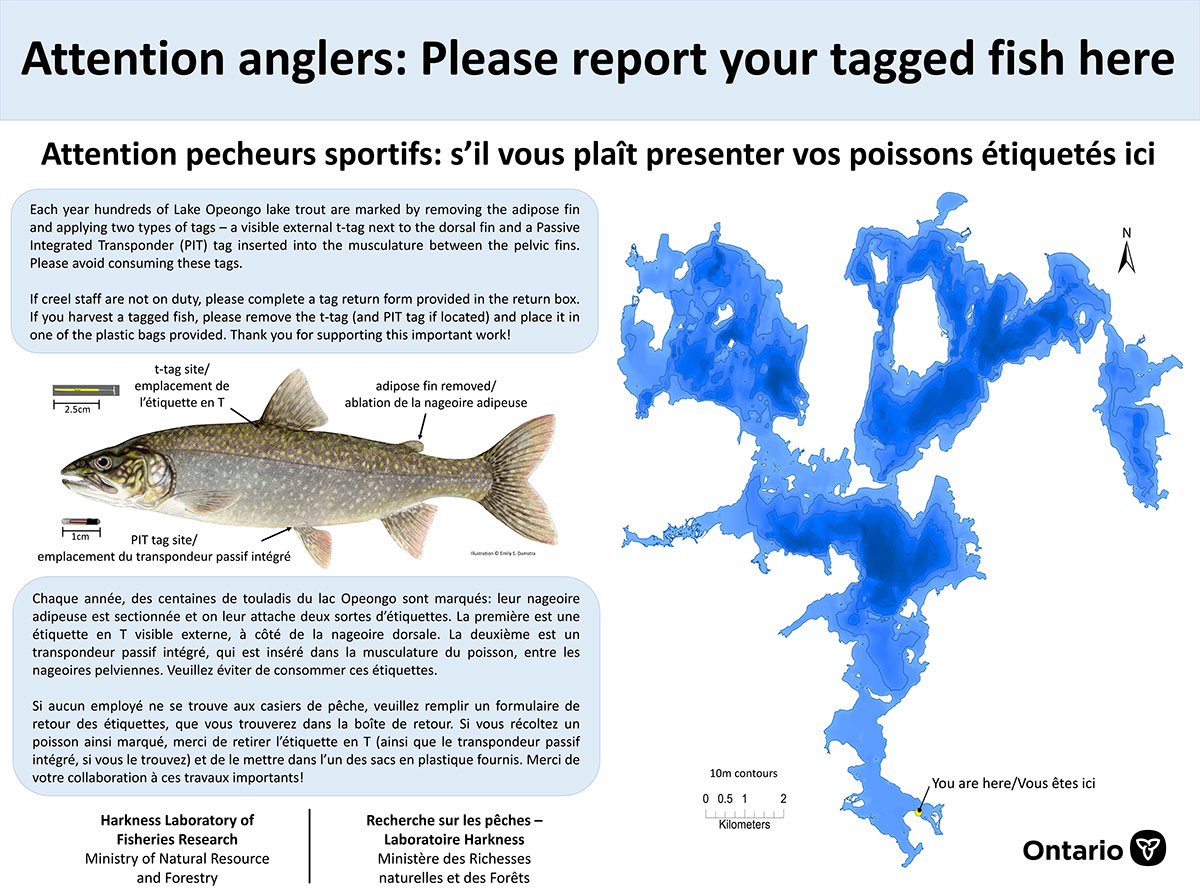 lake trout sign illustration