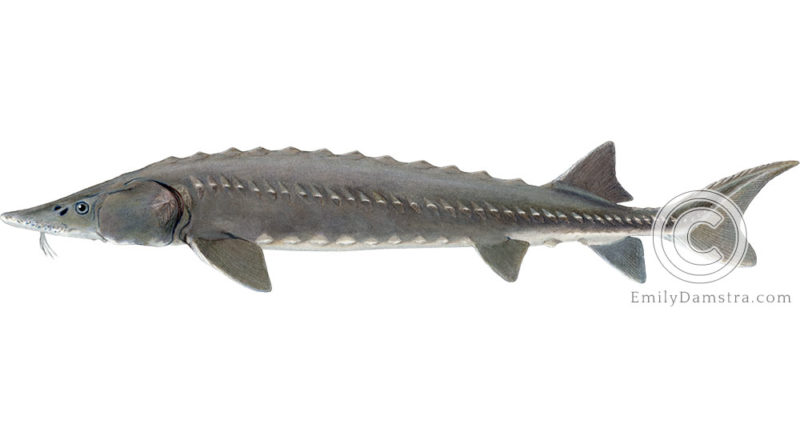 Lake sturgeon Acipenser fulvescens illustration