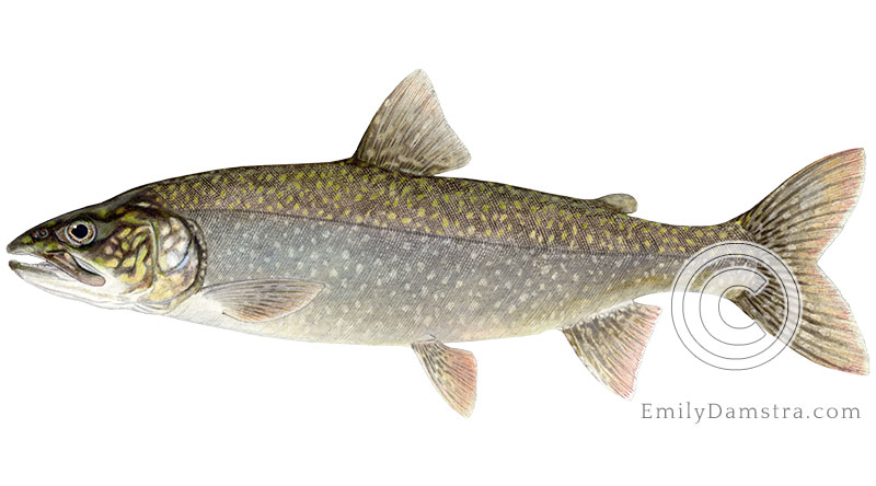 Lake trout salvelinus namaycush illustration