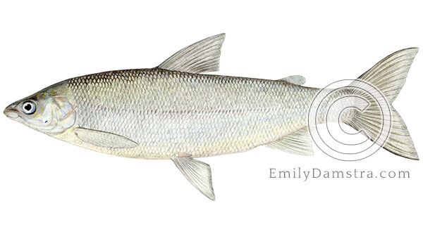 Lake whitefish coregonus clupeaformis illustration