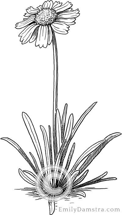 Lakeside daisy illustration Hymenoxys herbacea