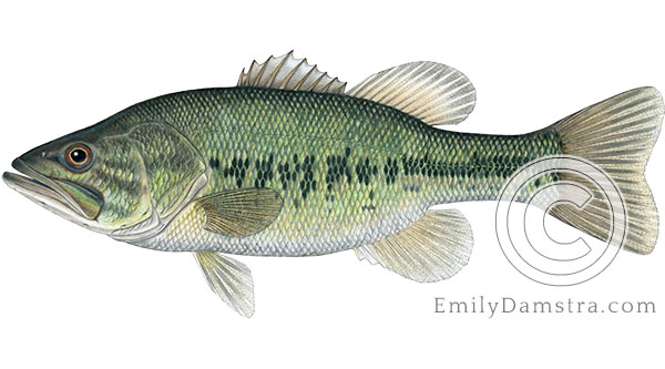 largemouth bass Micropterus salmoides illustration