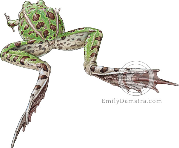 Illustration of leaping Leopard frog Rana pipiens