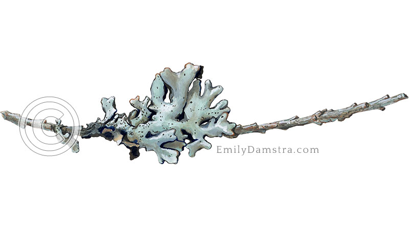 Illustration of lichen on a tiny twig Hypogymnia