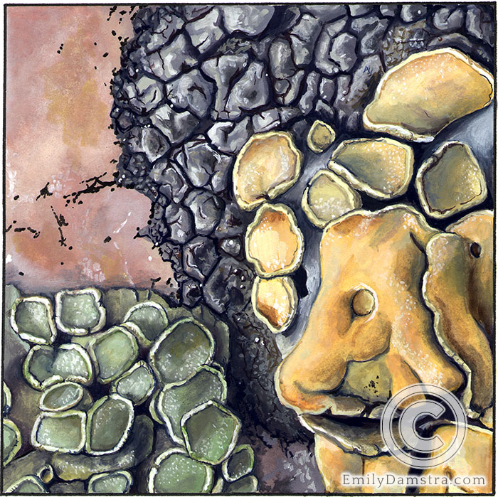 lichens granite illustration